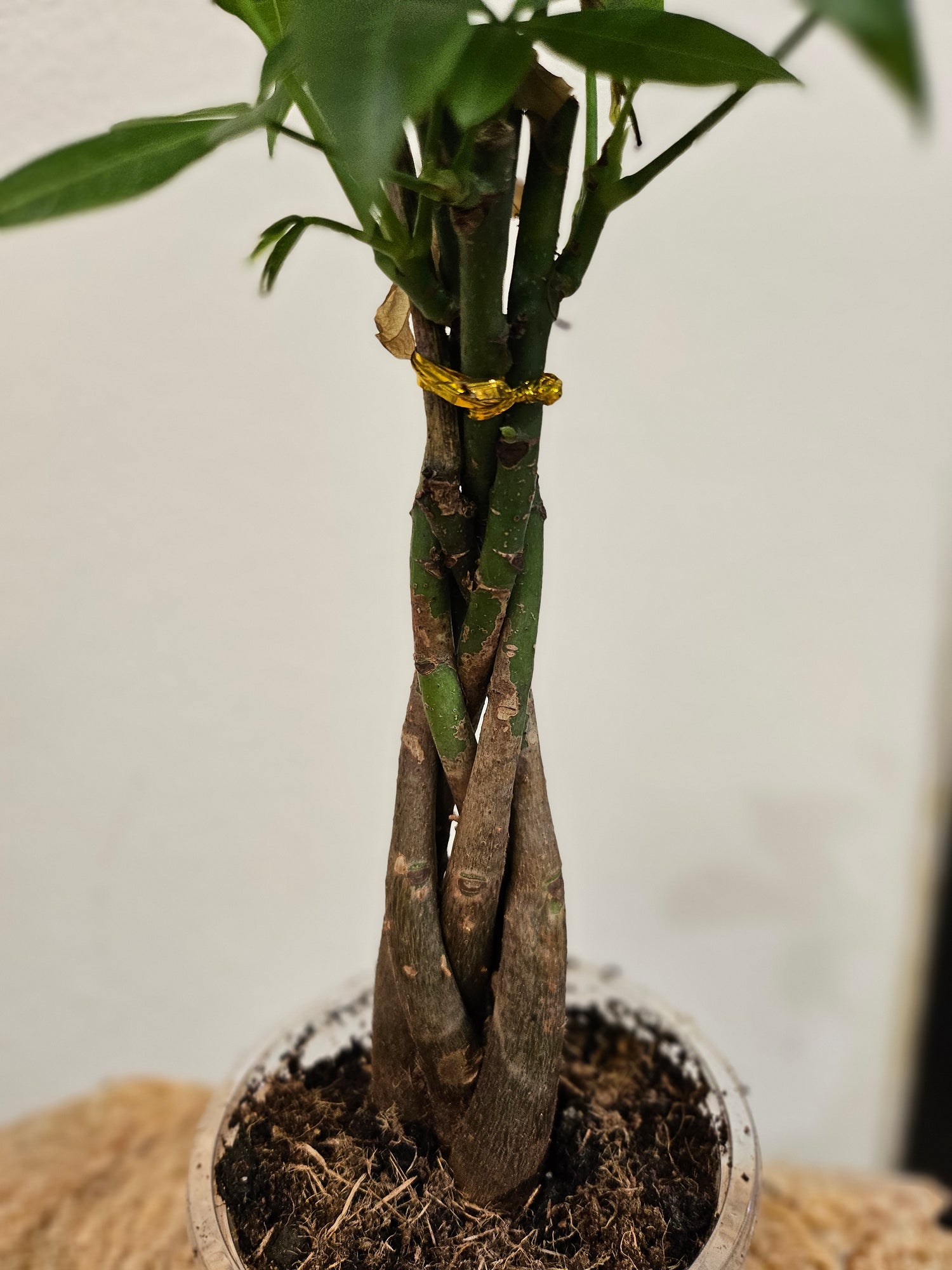 The Money Tree (Pachira aquatica) is a stunning non-toxic houseplant with a braided trunk and lush green leaves, symbolizing luck and prosperity. Perfect for beginners, it thrives in bright, indirect light with minimal care. A stylish, pet-friendly addition that brings positivity and elegance to any home or office.