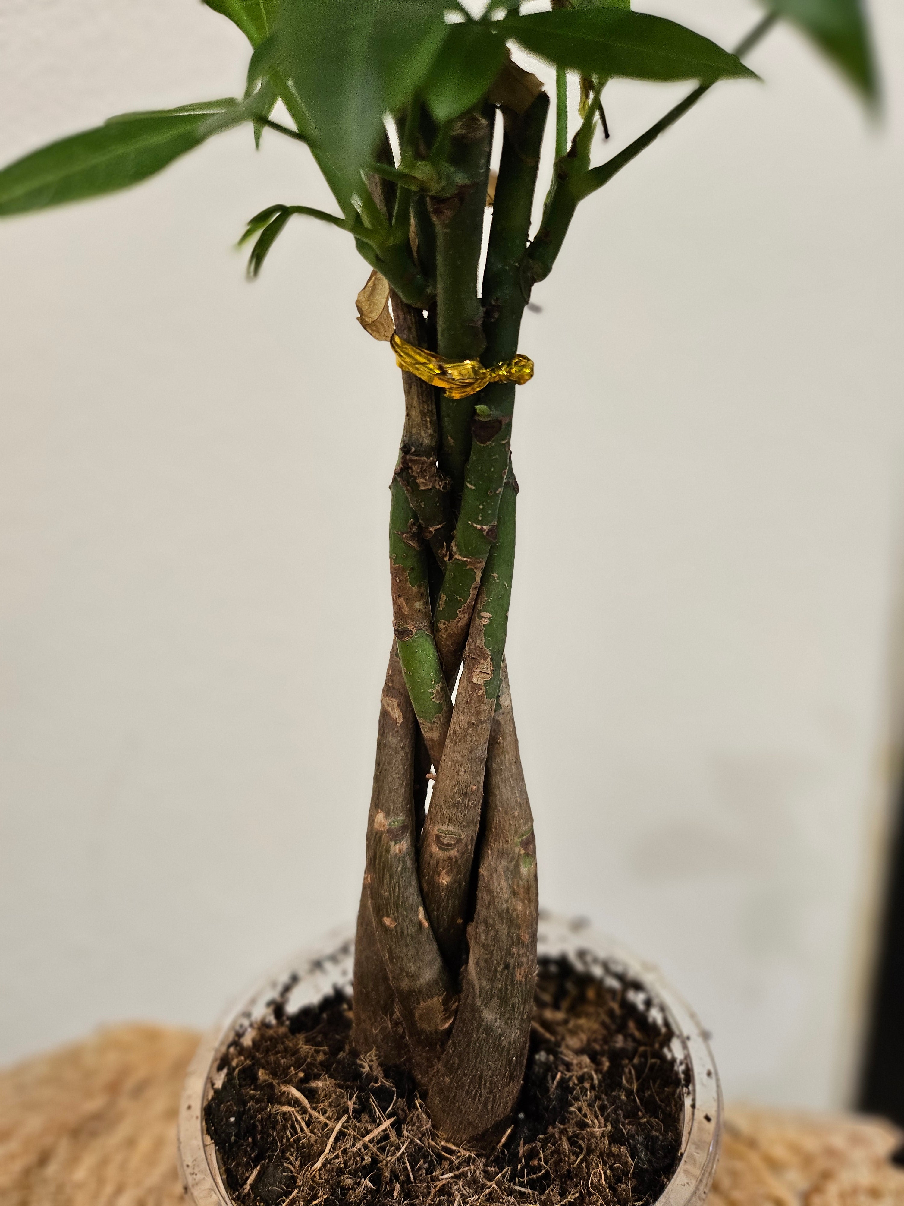 The Money Tree (Pachira aquatica) is a stunning non-toxic houseplant with a braided trunk and lush green leaves, symbolizing luck and prosperity. Perfect for beginners, it thrives in bright, indirect light with minimal care. A stylish, pet-friendly addition that brings positivity and elegance to any home or office.