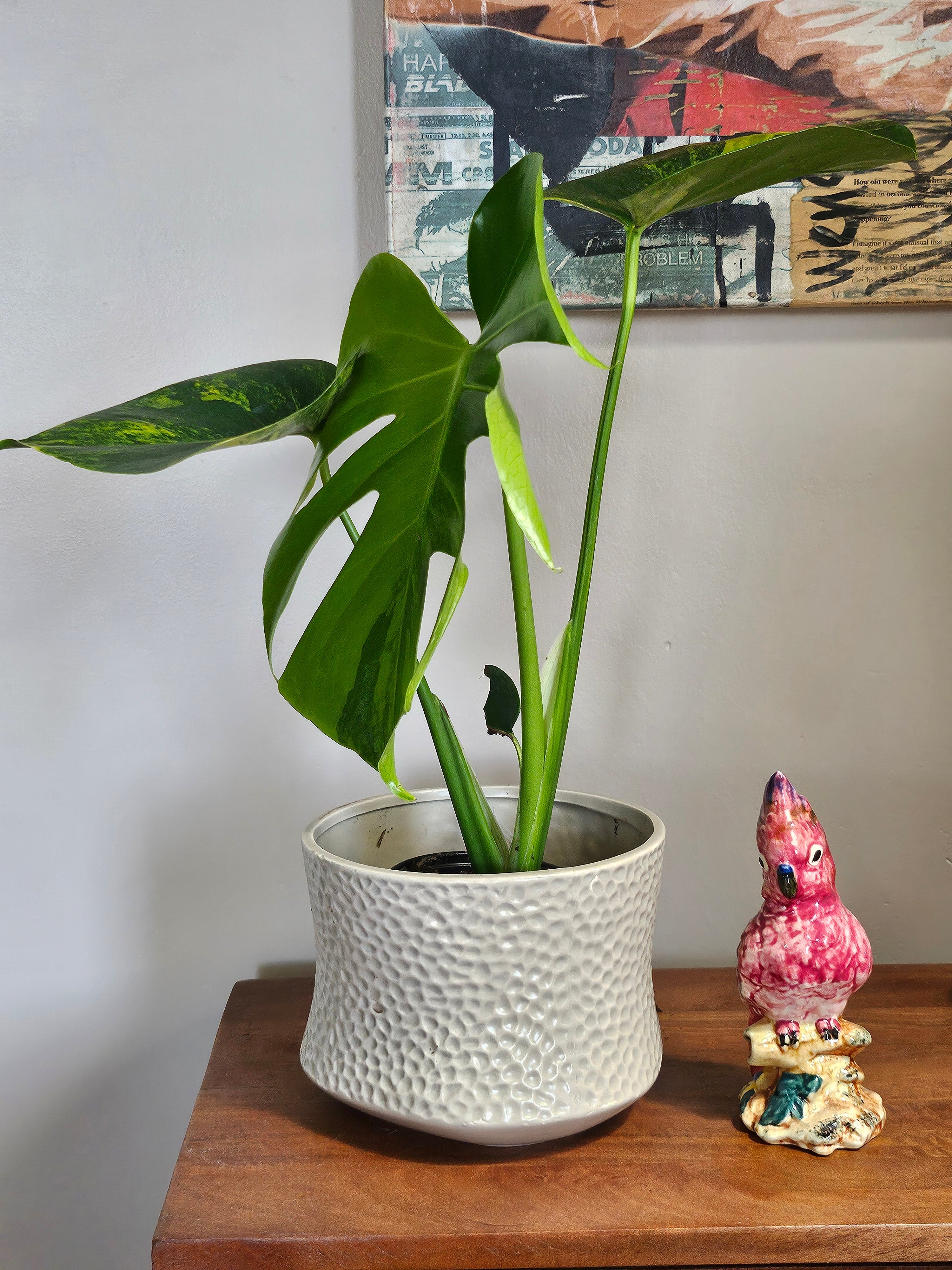 Monstera Aurea Variegata stuns with golden-yellow marbled leaves, rare variegation, and bold tropical vibes—perfect for collectors and indoor jungle lovers.