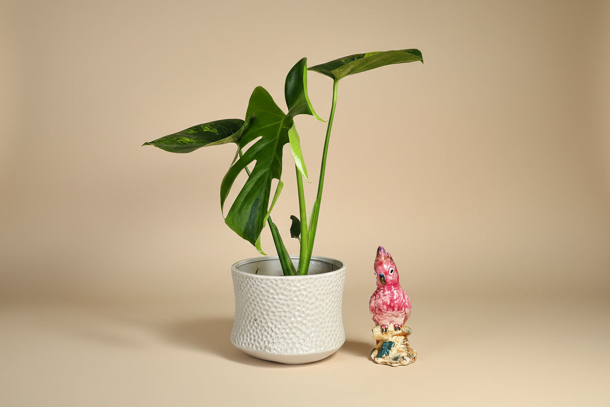 Monstera Aurea Variegata stuns with golden-yellow marbled leaves, rare variegation, and bold tropical vibes—perfect for collectors and indoor jungle lovers.