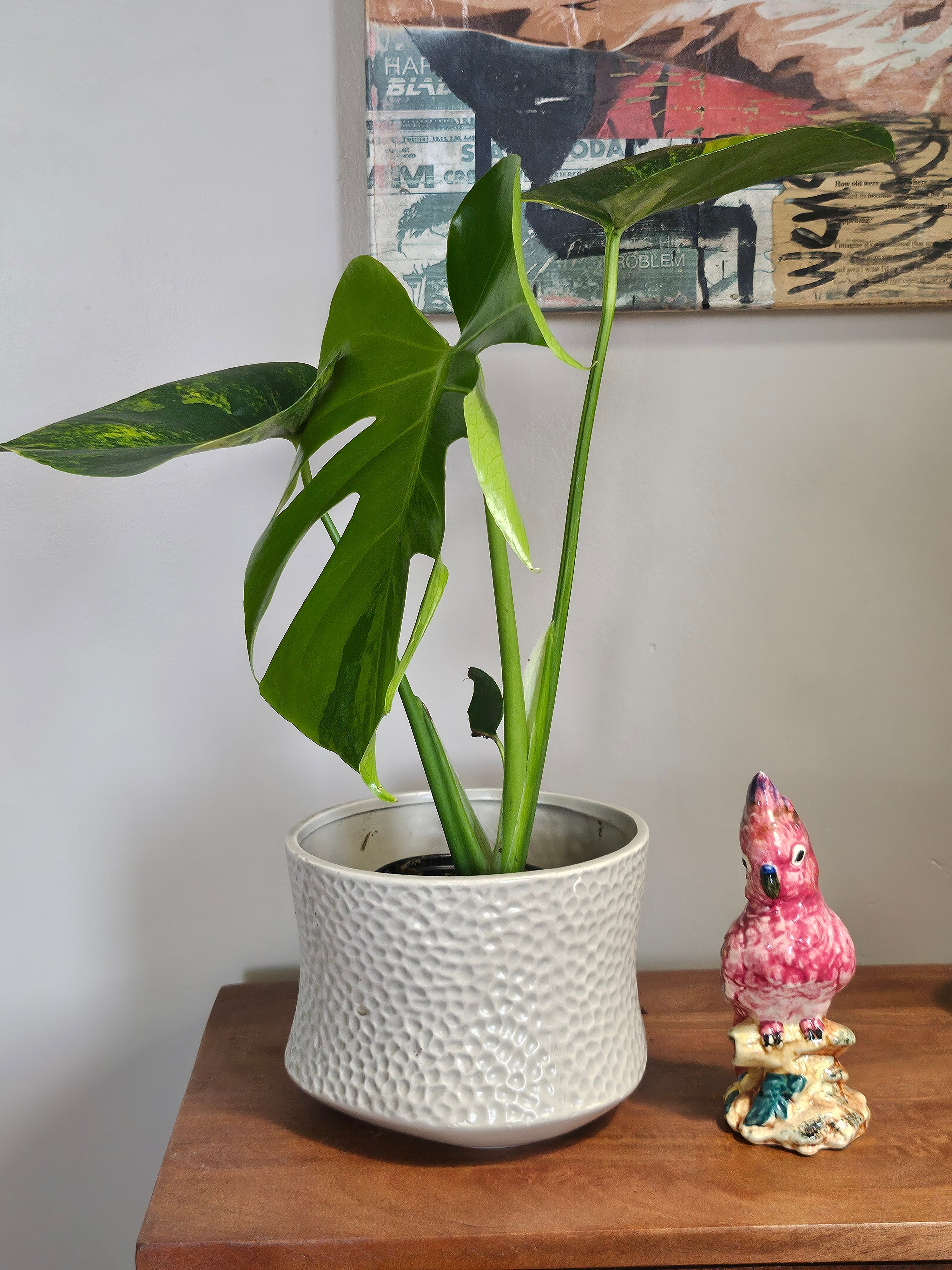 Monstera Aurea Variegata stuns with golden-yellow marbled leaves, rare variegation, and bold tropical vibes—perfect for collectors and indoor jungle lovers.