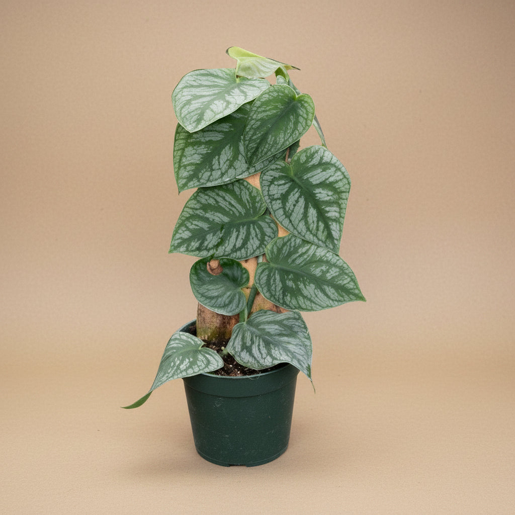The Monstera Dubai is a rare gem for plant lovers, admired for its velvety, deep emerald leaves with rippling patterns.
