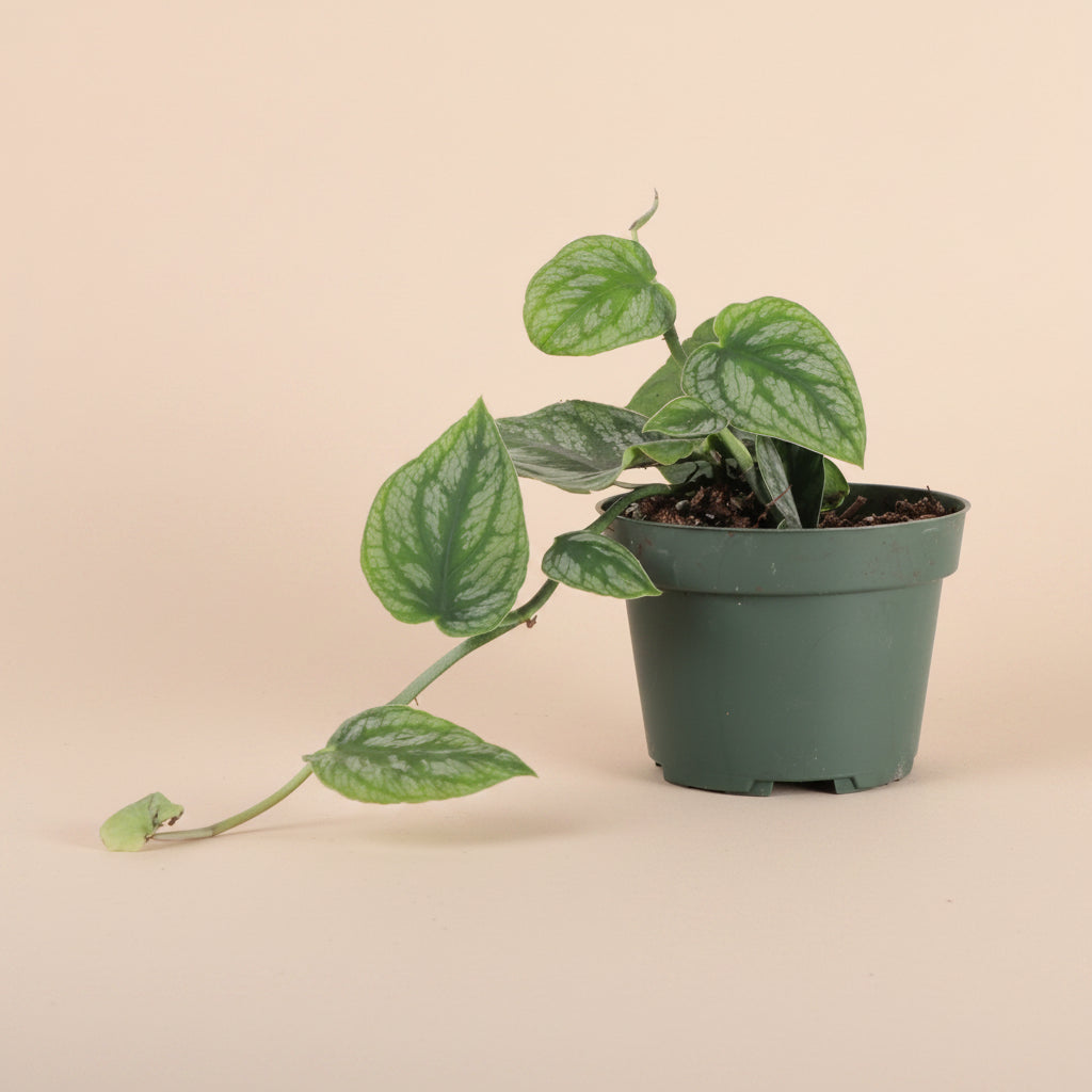 The Monstera Dubai is a rare gem for plant lovers, admired for its velvety, deep emerald leaves with rippling patterns.