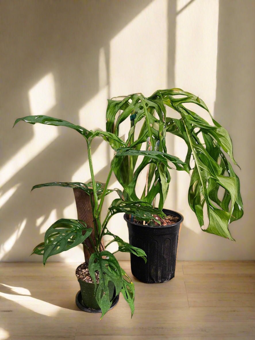 The Monstera ‘Esqueleto’ is a rare showstopper with massive, lacy fenestrations resembling a skeletal structure. Native to Central American cloud forests, it thrives as a fast-growing climber, adding wild elegance to any space. Easy to care for yet exclusive, this tropical beauty is a must-have for collectors seeking a bold statement plant.