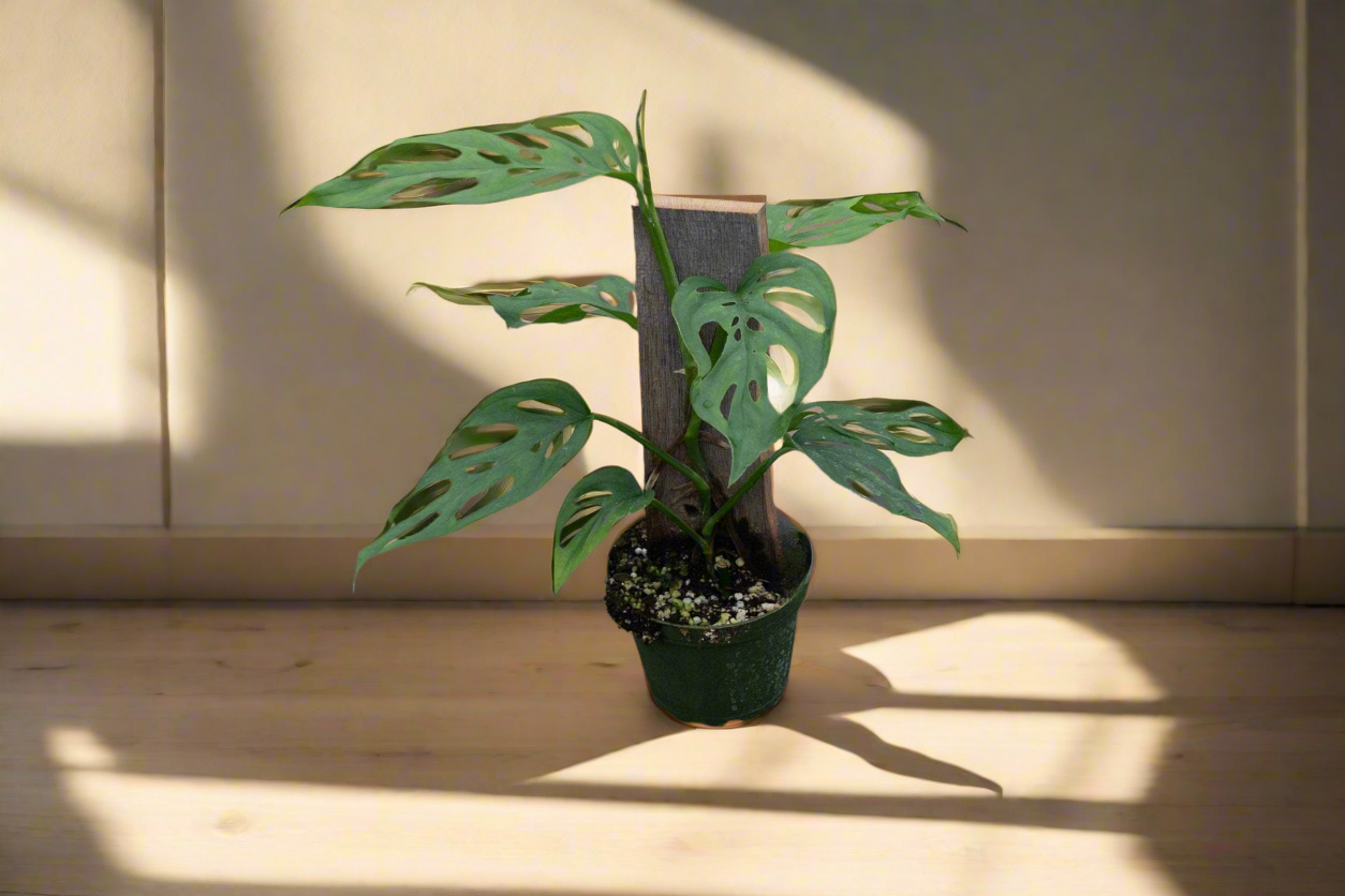 The Monstera ‘Esqueleto’ is a rare showstopper with massive, lacy fenestrations resembling a skeletal structure. Native to Central American cloud forests, it thrives as a fast-growing climber, adding wild elegance to any space. Easy to care for yet exclusive, this tropical beauty is a must-have for collectors seeking a bold statement plant.