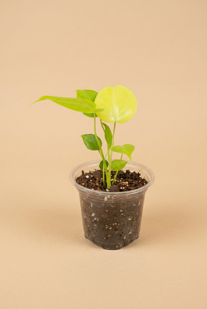 Rare Monstera Lemon Lime with vibrant lime, yellow, and green variegation. A stunning tropical aroid collector plant with iconic fenestrated leaves.