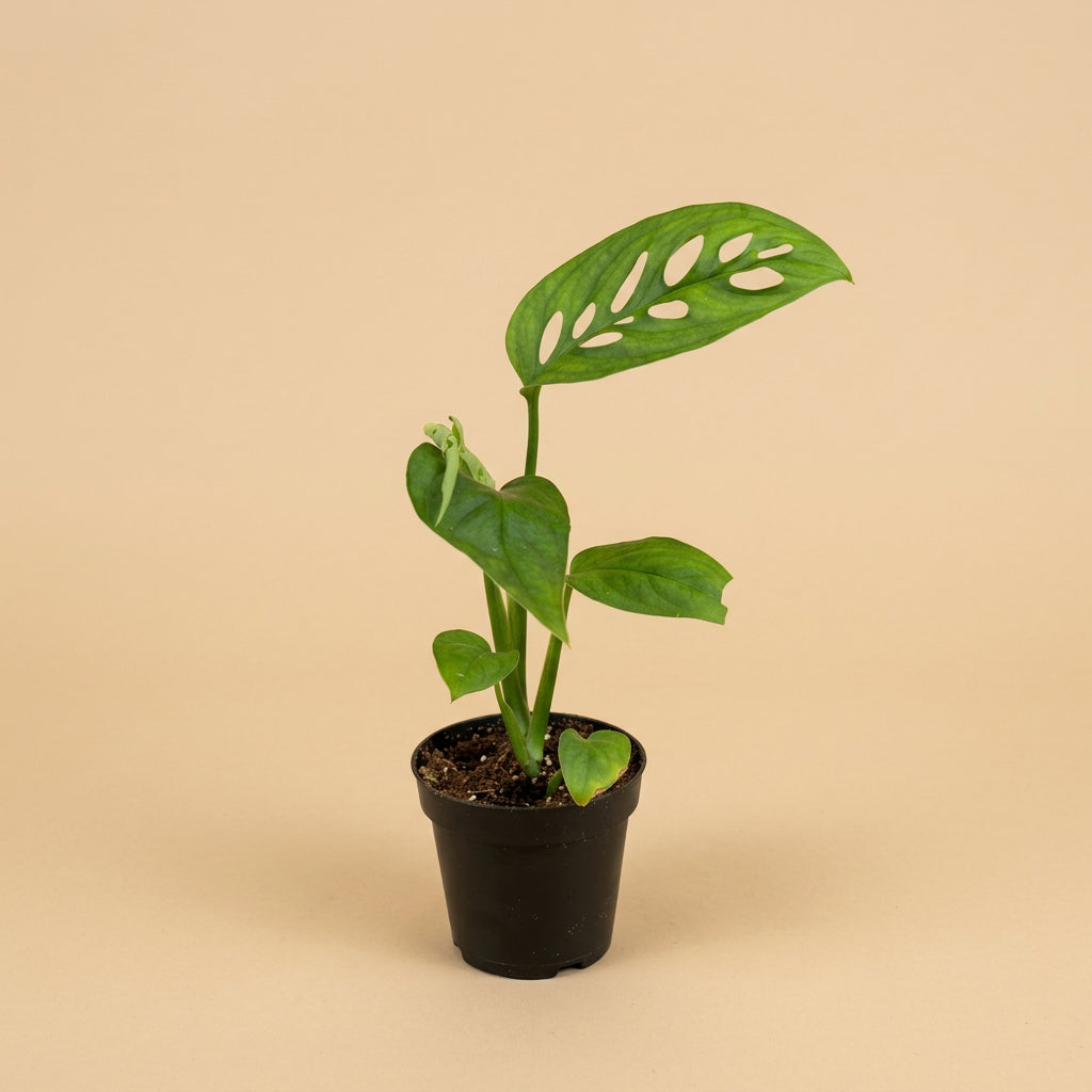 Rare Monstera Obliqua Napo with extraordinary lace-like fenestrations and collector appeal. A legendary tropical aroid for rare plant lovers.