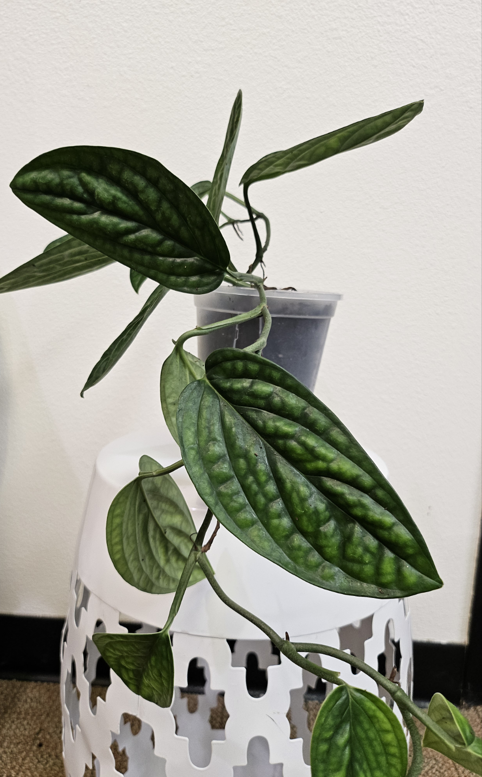 Monstera Peru features thick, glossy, textured leaves with bold ridges. A rare, low-maintenance climbing Monstera that adds sculptural beauty indoors.