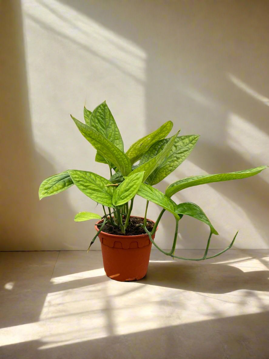 Monstera Peru features thick, glossy, textured leaves with bold ridges. A rare, low-maintenance climbing Monstera that adds sculptural beauty indoors.