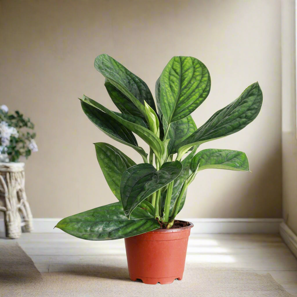 Monstera Peru features thick, glossy, textured leaves with bold ridges. A rare, low-maintenance climbing Monstera that adds sculptural beauty indoors.