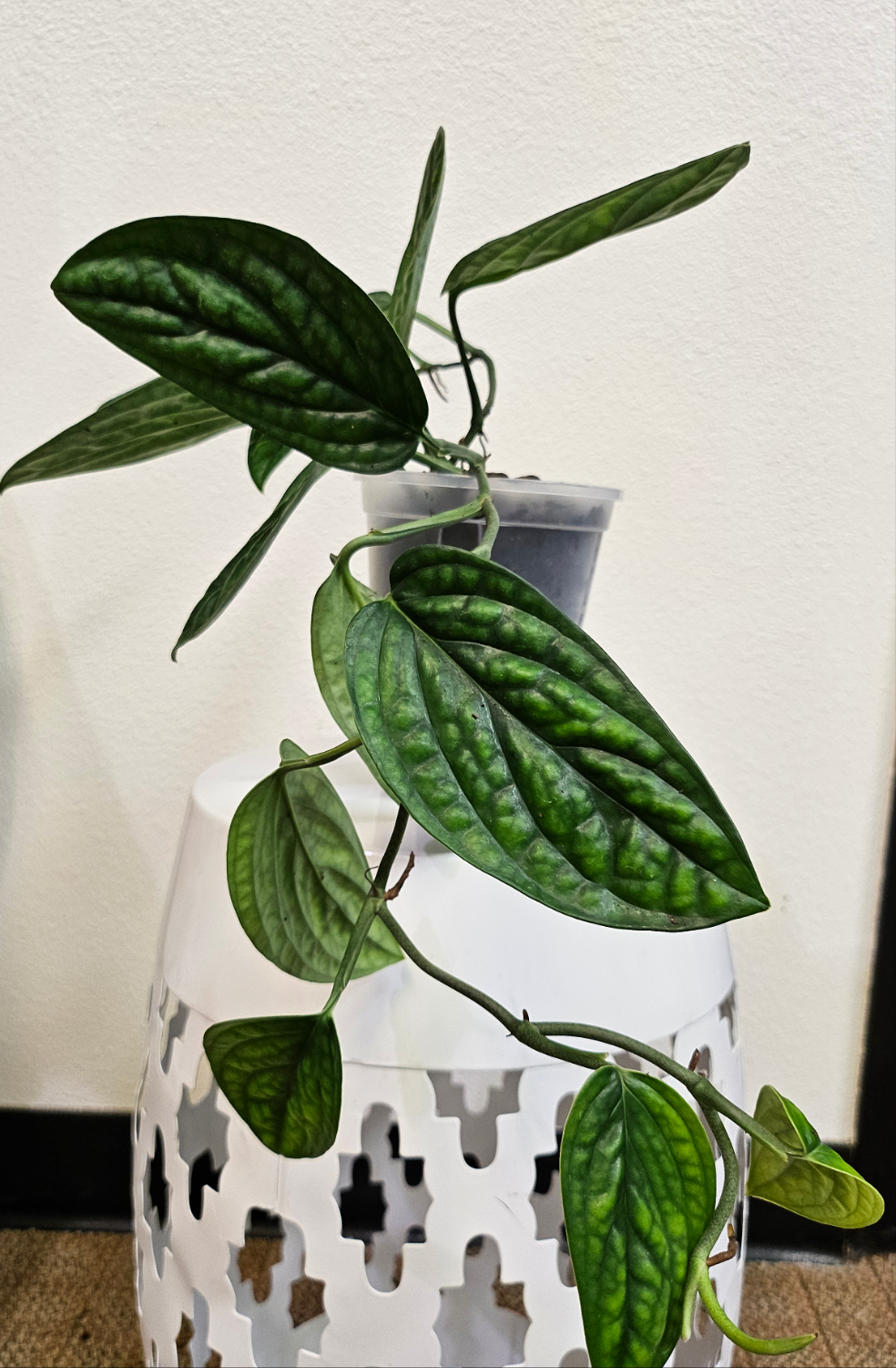 Monstera Peru features thick, glossy, textured leaves with bold ridges. A rare, low-maintenance climbing Monstera that adds sculptural beauty indoors.