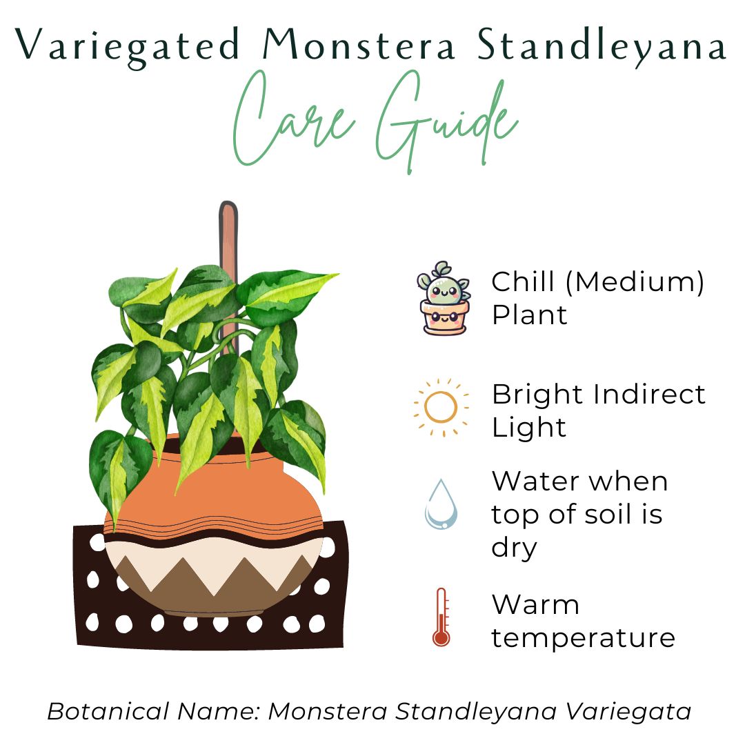 The Monstera Standleyana is a rare climbing plant known for its stunning variegated leaves, featuring splashes of yellow and cream on a dark green background. Thriving in bright, indirect light, this easy-care plant is perfect for collectors looking for a unique addition. Ideal for training on a moss pole or trellis.