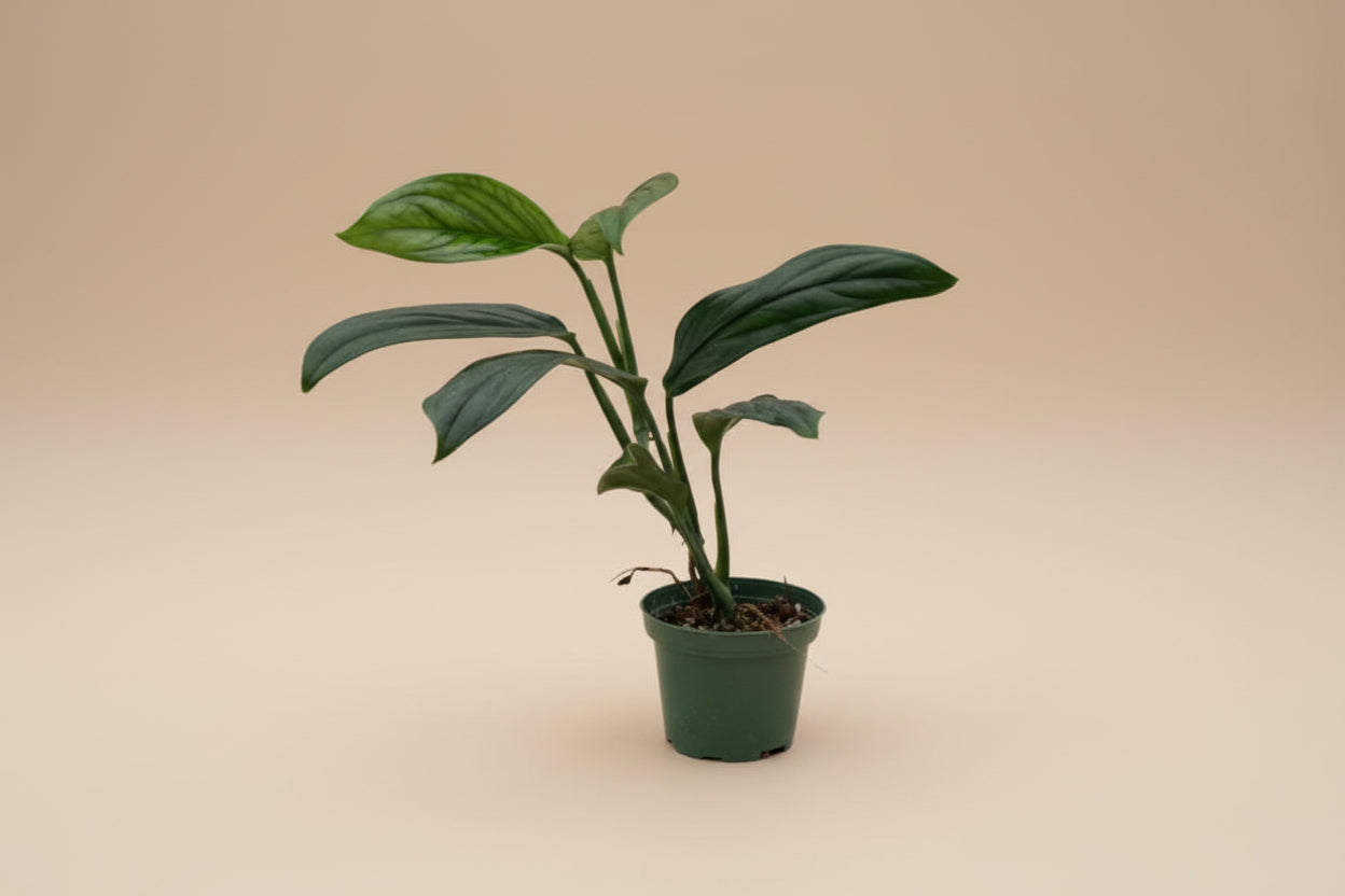 Rare Monstera aureopinnata with elongated fenestrated leaves and climbing growth. A unique collector Monstera perfect for bright indoor jungle spaces.