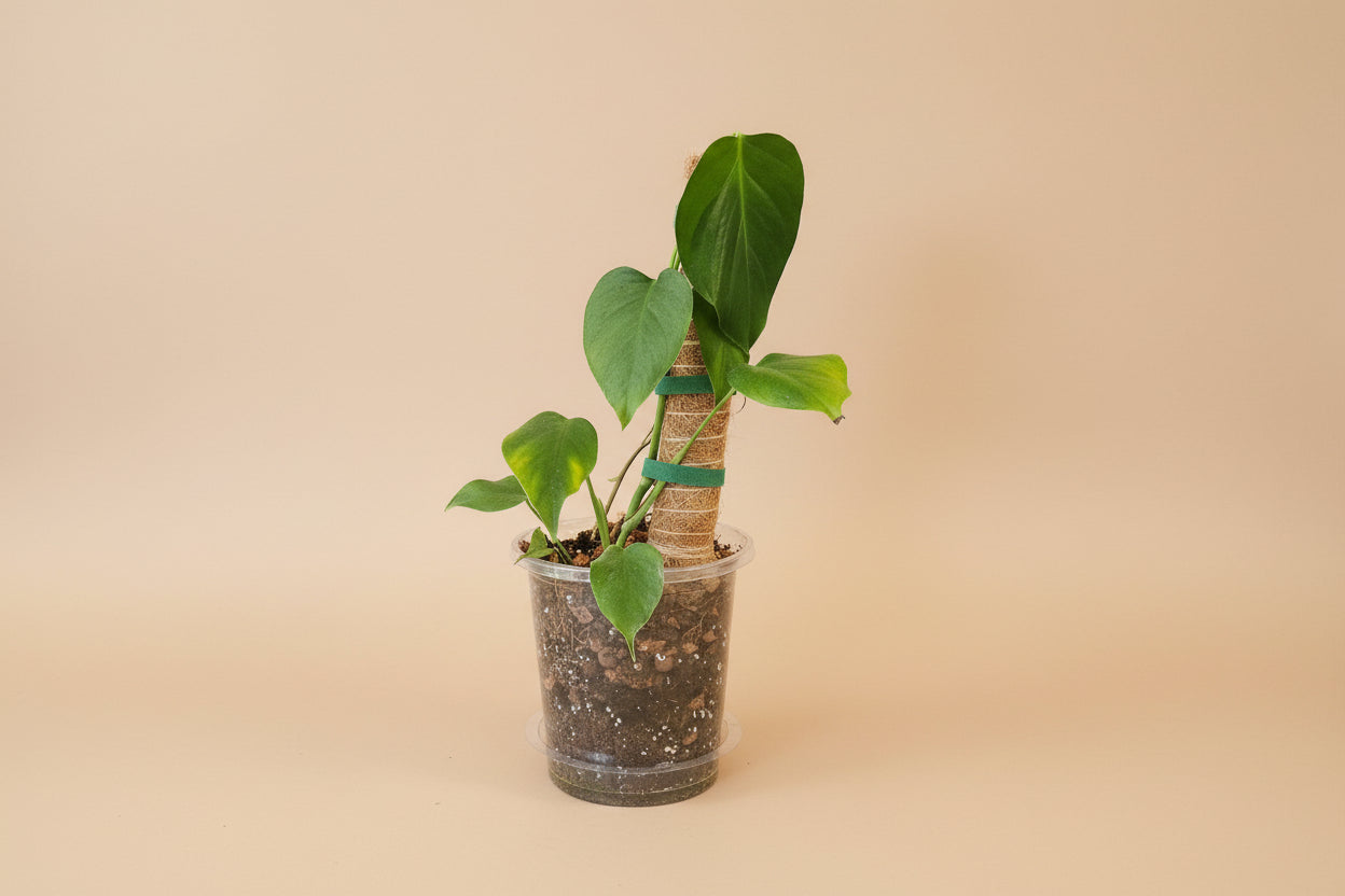 Monstera deliciosa var. sierrana rare plant with narrow, deeply fenestrated leaves. Unique collector Monstera for bright indirect light and modern indoor spaces.