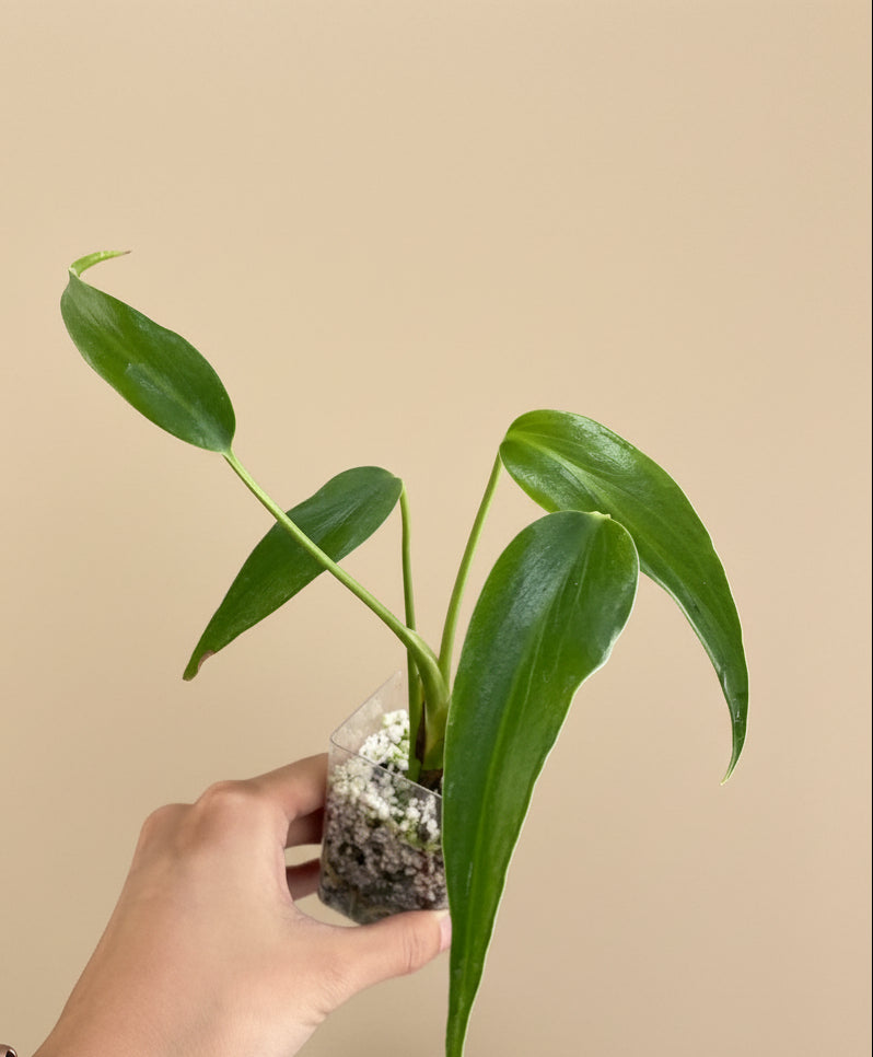 Monstera dilacerata is a rare tropical climbing aroid with elongated, deeply split leaves. A bold, fast grower that makes a stunning collector’s piece.
