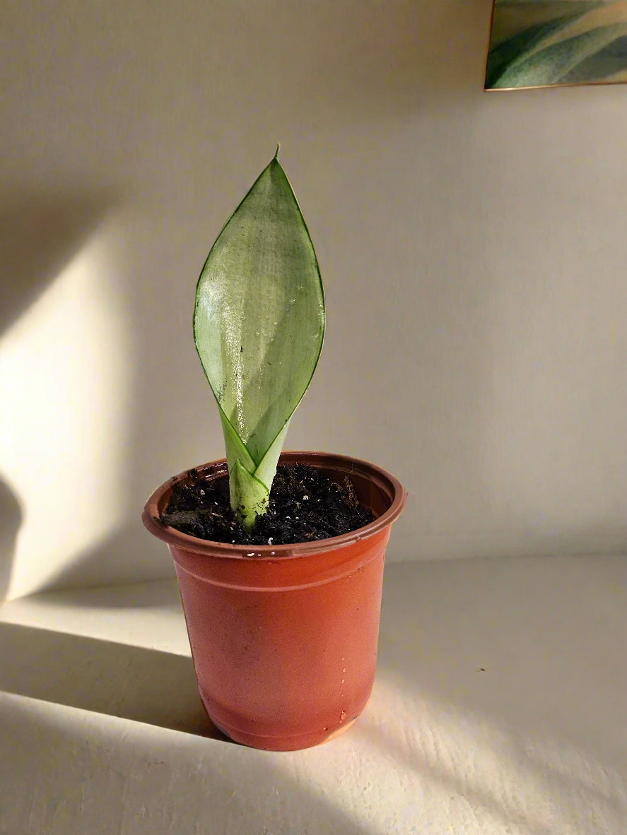 The Moonshine Snake Plant features silvery-green leaves and sleek form. Low-maintenance, air-purifying, and perfect for modern, minimalist spaces.