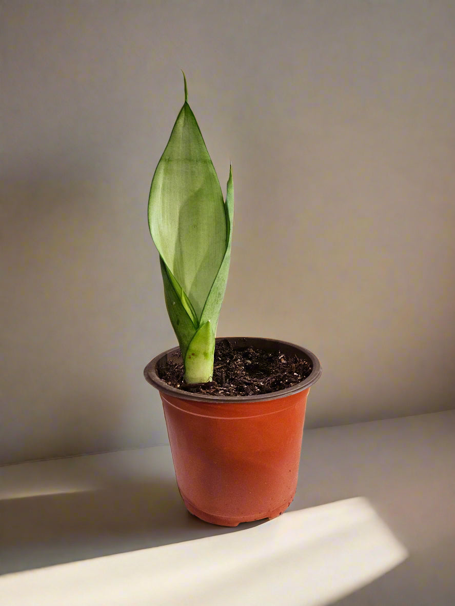 The Moonshine Snake Plant features silvery-green leaves and sleek form. Low-maintenance, air-purifying, and perfect for modern, minimalist spaces.