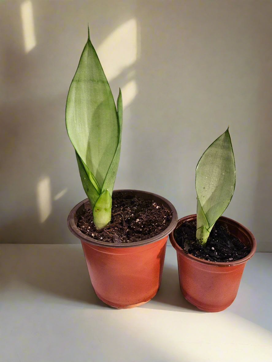 The Moonshine Snake Plant features silvery-green leaves and sleek form. Low-maintenance, air-purifying, and perfect for modern, minimalist spaces.