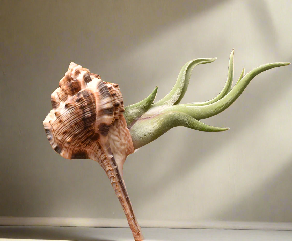Display your air plants in coastal style with a dramatic Murex haustellum shell holder. Each piece is unique. Plant not included. Indoor décor only.
