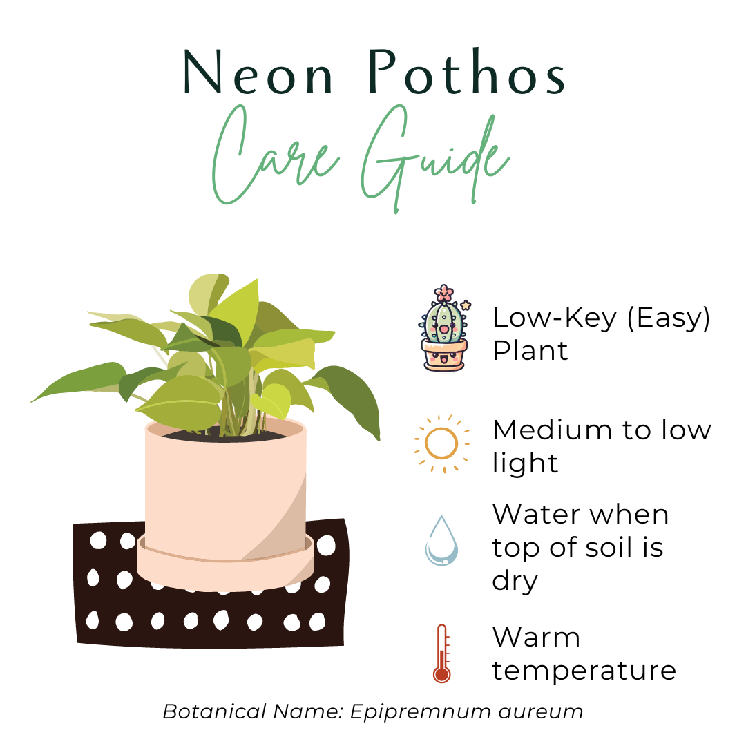 Neon Pothos (Epipremnum Aureum) features vibrant yellow-green leaves on long vines, perfect for hanging or trailing. This fast-growing, low-maintenance plant thrives in medium light but adapts to low light. Ideal for beginners, it’s easygoing and adds bold color to any space. Great for shelves, windows, or trellises.