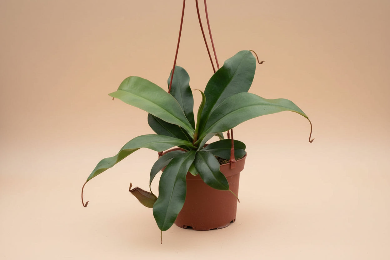 The Nepenthes Lady Luck Carnivorous easy-care pitcher plant is known for its vibrant pitchers and insect-trapping abilities, it thrives in bright, humid conditions, making it perfect for terrariums.