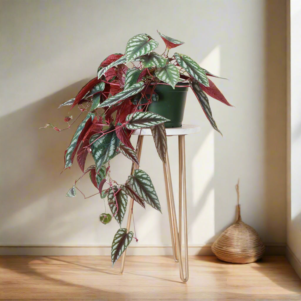 Rare Rex Begonia Vine (Cissus discolor) thrives in humidity and bright, indirect light. Stunning silver-marked leaves with deep burgundy undersides.