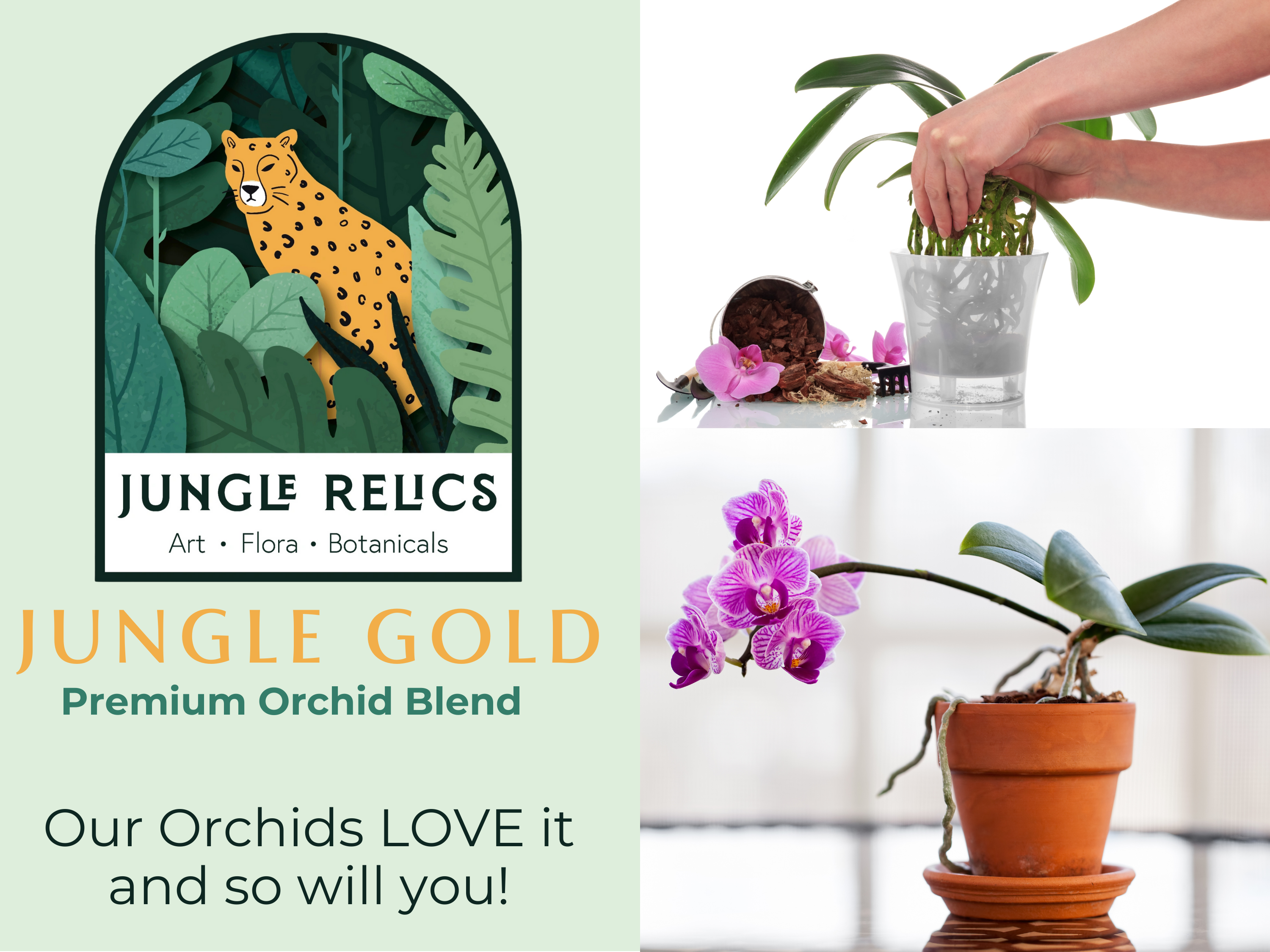 Jungle Gold Orchid Blend is the ultimate mix for epiphytic orchids! Made with fir bark, hardwood charcoal, perlite, and LECA, it provides optimal drainage, airflow, and moisture balance. Perfect for Phalaenopsis, Cattleya, and more. Prevents root rot and supports healthy growth. Hand-mixed in Idaho, eco-friendly, and chemical-free!