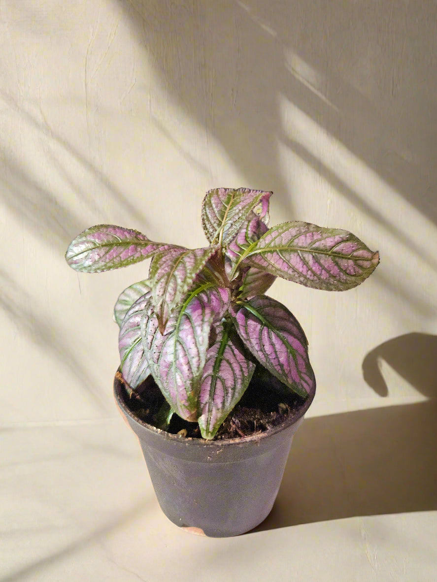 The Parisian Shield (Strobilanthes dyerianus), also known as the Persian Shield, dazzles with iridescent leaves in shades of purple, silver, and green. Native to Myanmar, this tropical plant thrives in bright, indirect light and high humidity to keep its shimmering foliage and bold presence.