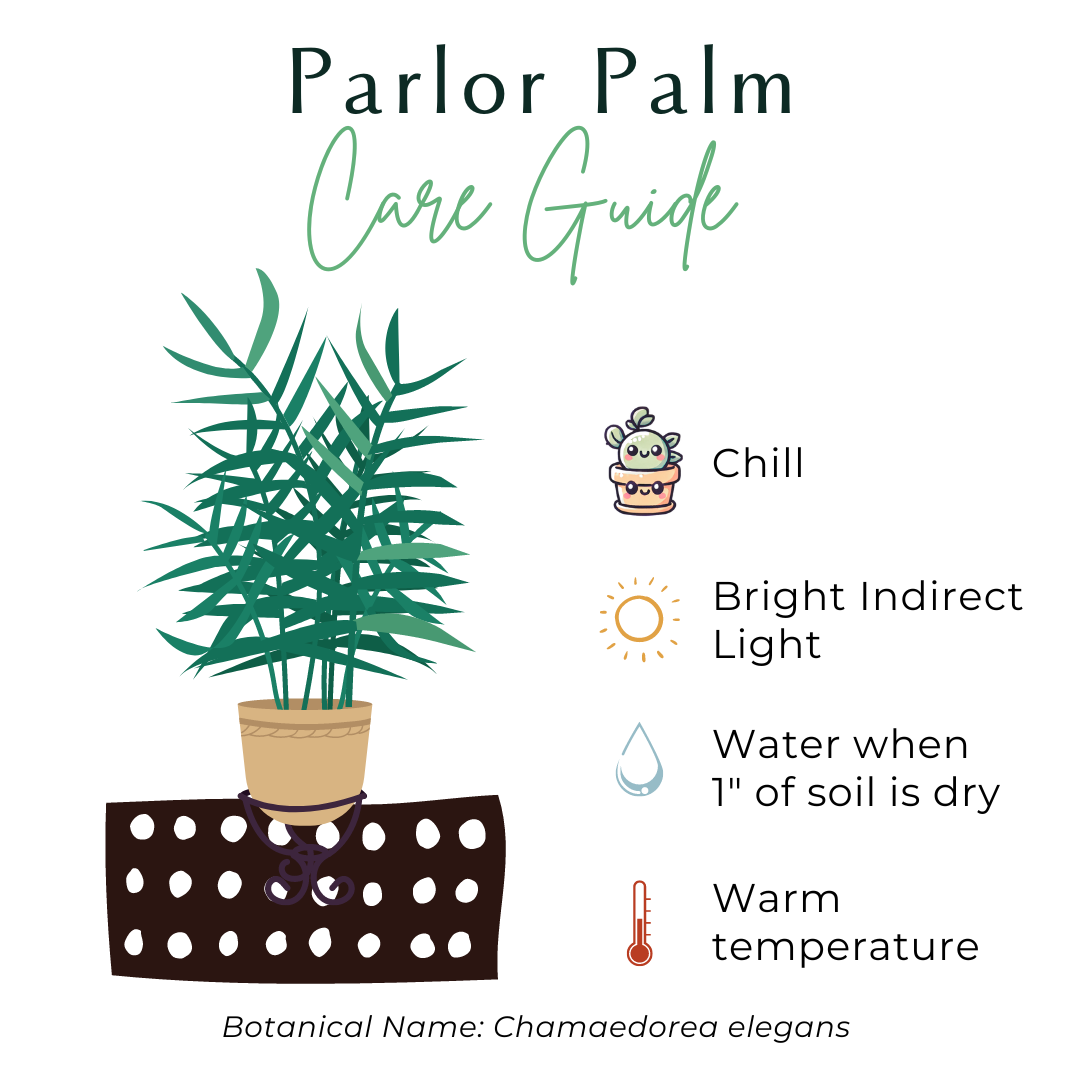 The Neanthe Bella Palm (Parlor Palm) is a pet-safe, low-maintenance houseplant with lush, feathery fronds that thrives in indirect light. Perfect for beginners, it adds a tropical vibe to any space. Easygoing and forgiving, this chill plant brings natural elegance and is ideal for homes with pets.