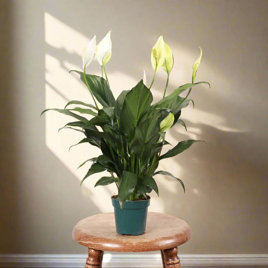 The Peace Lily (Spathiphyllum) features lush green foliage and striking white blooms, perfect for low-light areas like bedrooms. This low-maintenance, air-purifying plant thrives in indirect light and is ideal for beginners. Its serene beauty and natural air-cleaning abilities make it a must-have for any home.