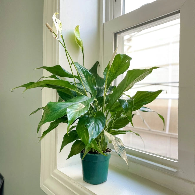 The Peace Lily (Spathiphyllum) features lush green foliage and striking white blooms, perfect for low-light areas like bedrooms. This low-maintenance, air-purifying plant thrives in indirect light and is ideal for beginners. Its serene beauty and natural air-cleaning abilities make it a must-have for any home.