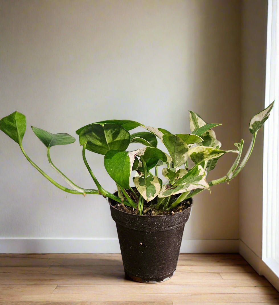 Pearl and Jade Pothos is a compact, variegated houseplant with creamy white and green marbled leaves—easy-care and perfect for bright indoor spaces.