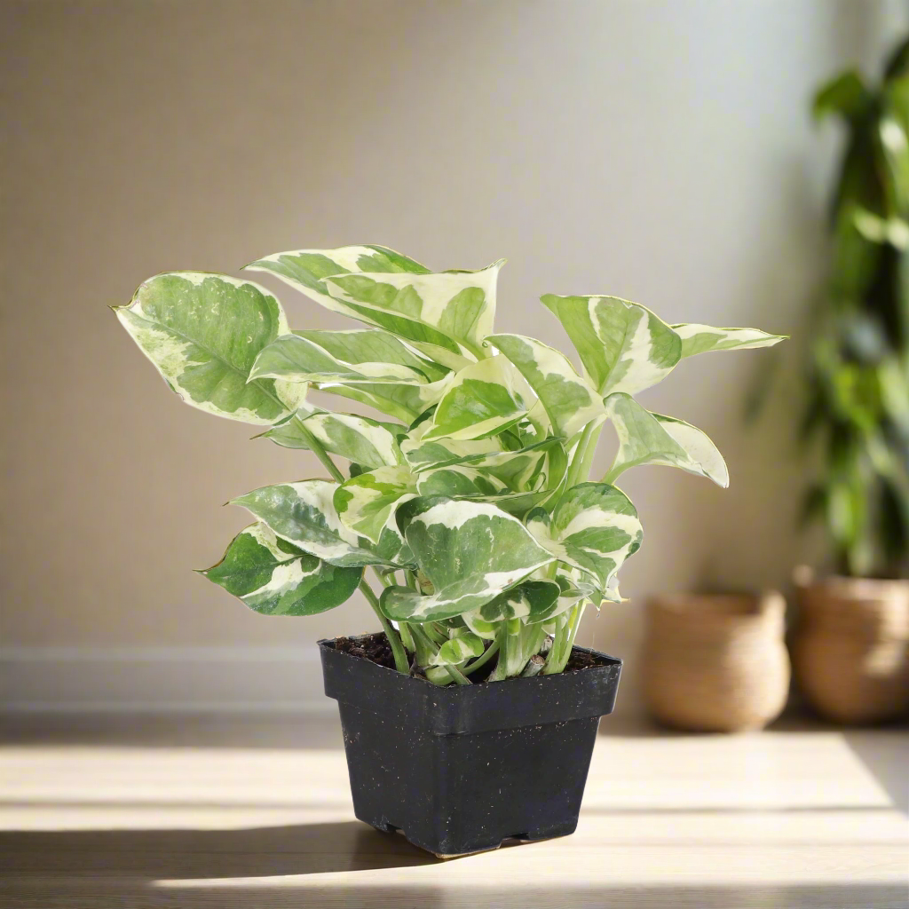 Pearl and Jade Pothos is a compact, variegated houseplant with creamy white and green marbled leaves—easy-care and perfect for bright indoor spaces.