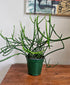 Pencil Cactus, also called Firestick or Sticks on Fire, is a bold, easy-care succulent with fiery stems—perfect for sunny, modern, low-maintenance spaces.