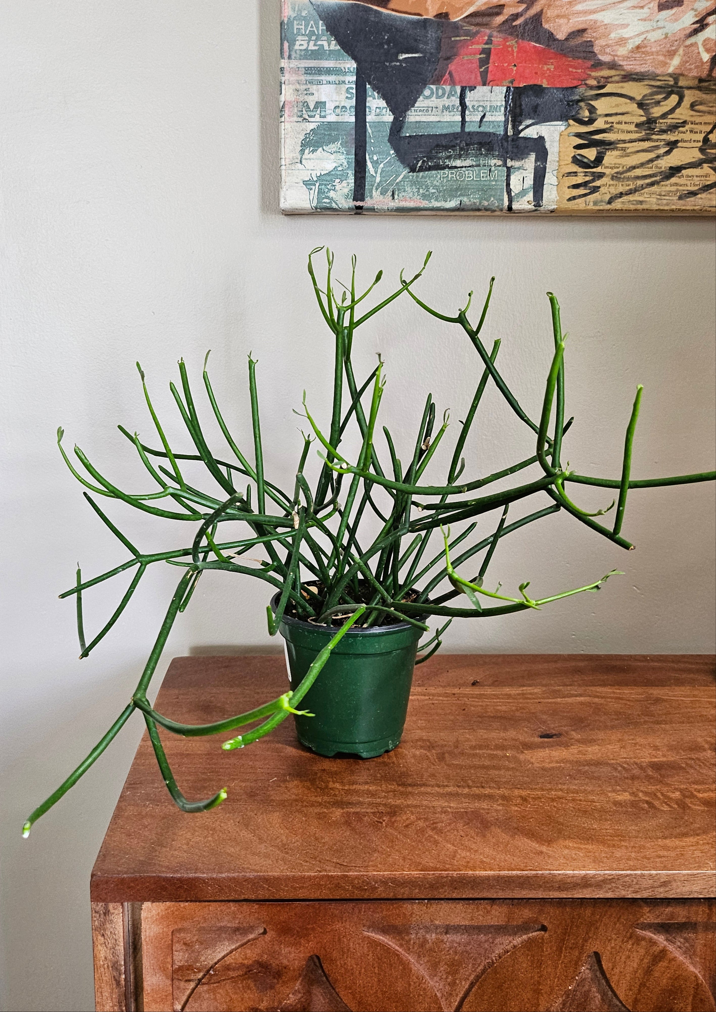 Pencil Cactus, also called Firestick or Sticks on Fire, is a bold, easy-care succulent with fiery stems—perfect for sunny, modern, low-maintenance spaces.
