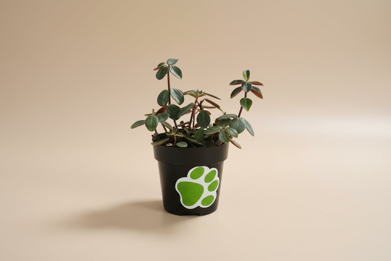 Peperomia verticillata is a pet-safe trailing houseplant with whorled leaves and red stems. Easy-care, perfect for shelves and hanging planters.