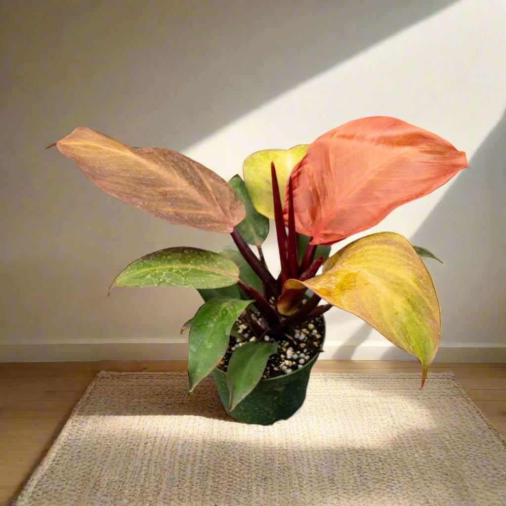 Philodendron McColley’s Finale is a vibrant, easy-care hybrid with fiery red-orange leaves that mature into deep green. Unlike rare Philodendrons, it&