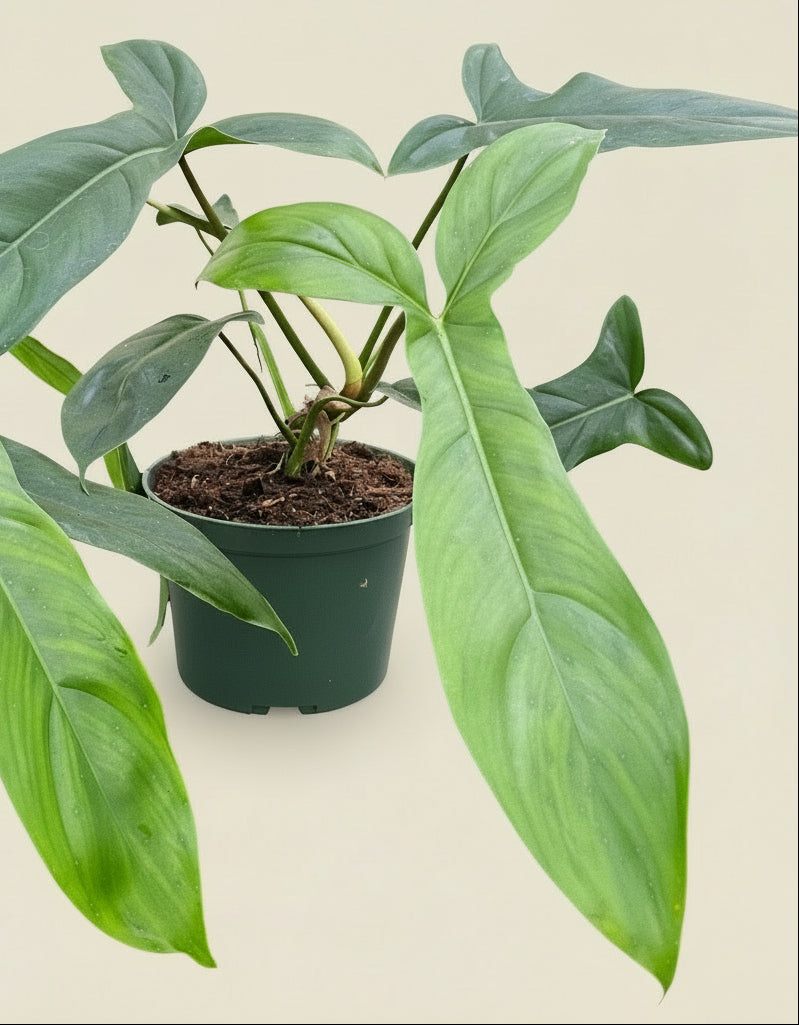 Philodendron Bette Waterbury features dramatic tri-lobed, hourglass leaves and thrives when climbing. A rare collector aroid perfect for bright, indirect light.
