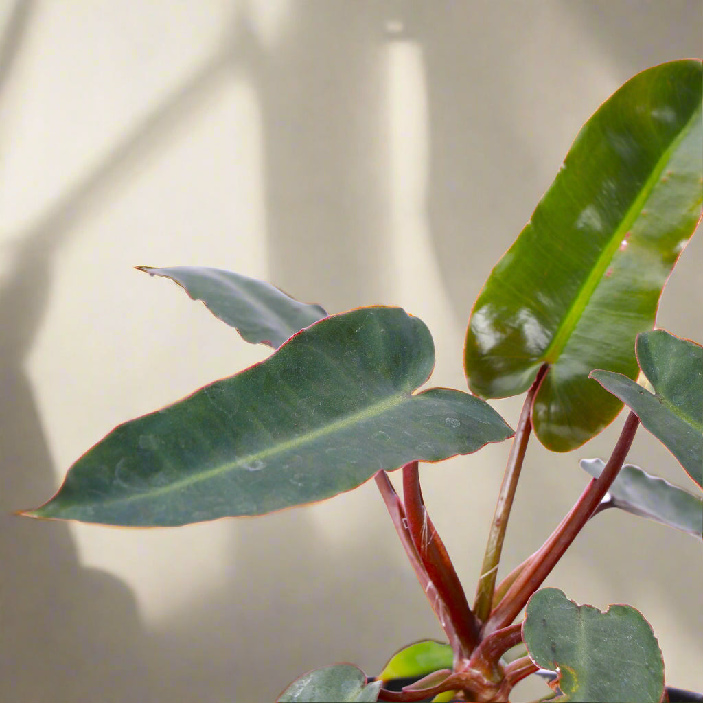 Philodendron Billietiae ‘Billie’ (Black Form) features moody, elongated leaves and red petioles. A rare, dramatic aroid that thrives in bright, indirect light.