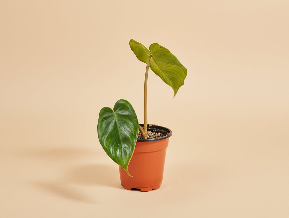 Rare Philodendron Billietiae × Pastazanum 4″ hybrid with sculptural, rippled leaves. A fast-growing climbing aroid prized by collectors.