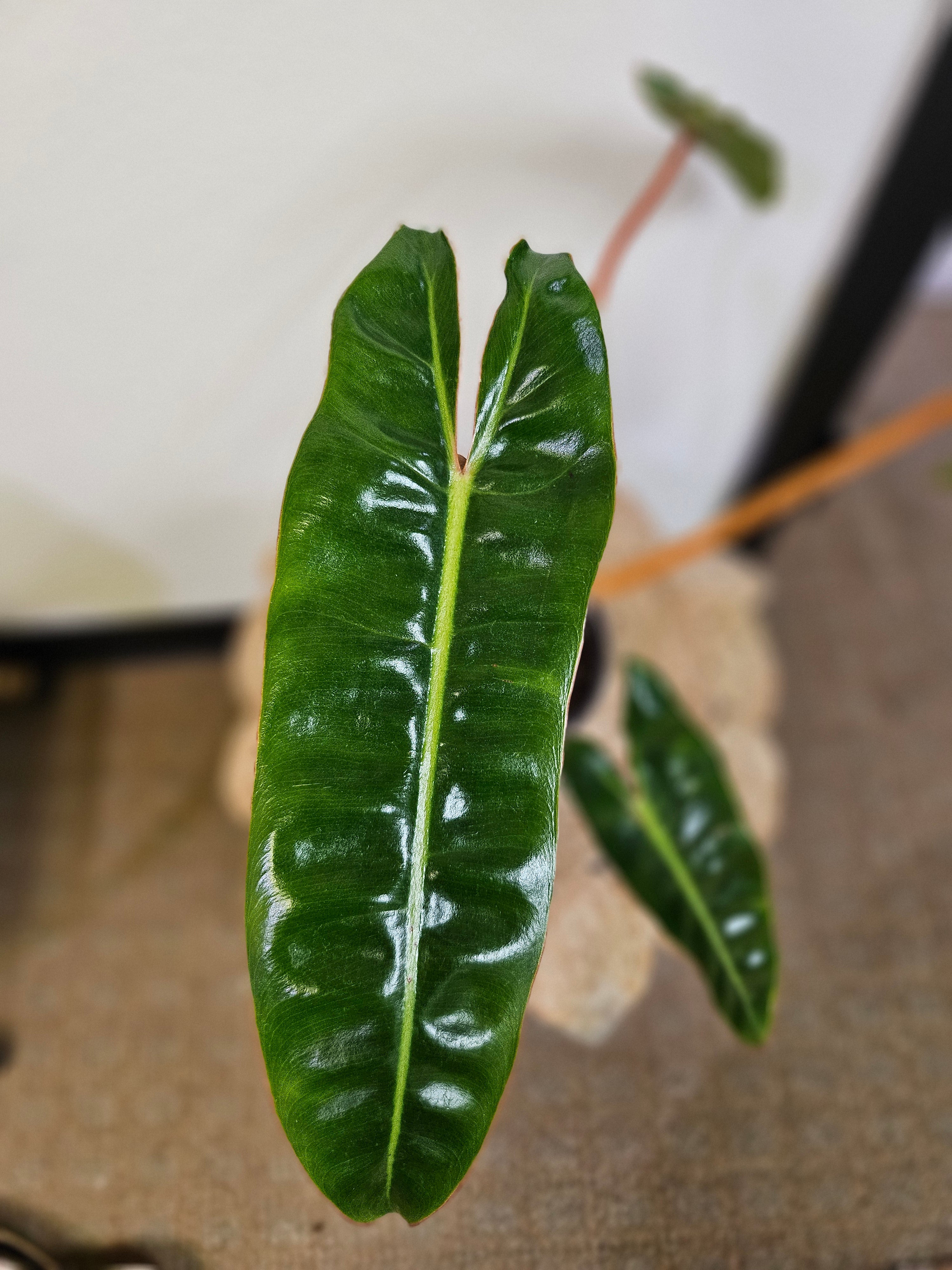 The Philodendron Billietiae is a rare, tropical stunner with elongated, wavy green leaves and vibrant orange petioles. A fast-growing climber, it thrives in bright, indirect light and high humidity. Perfect for collectors, this eye-catching Philodendron pairs beautifully with mango green tea for a refreshing, exotic vibe.