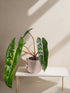 Its green leaves and vibrant orange petioles. A fast-growing climber, it thrives in bright, indirect light and high humidity. Perfect for collectors, this eye-catching Philodendron pairs beautifully with mango green tea for a refreshing, exotic vibe.