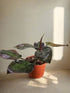 Philodendron &