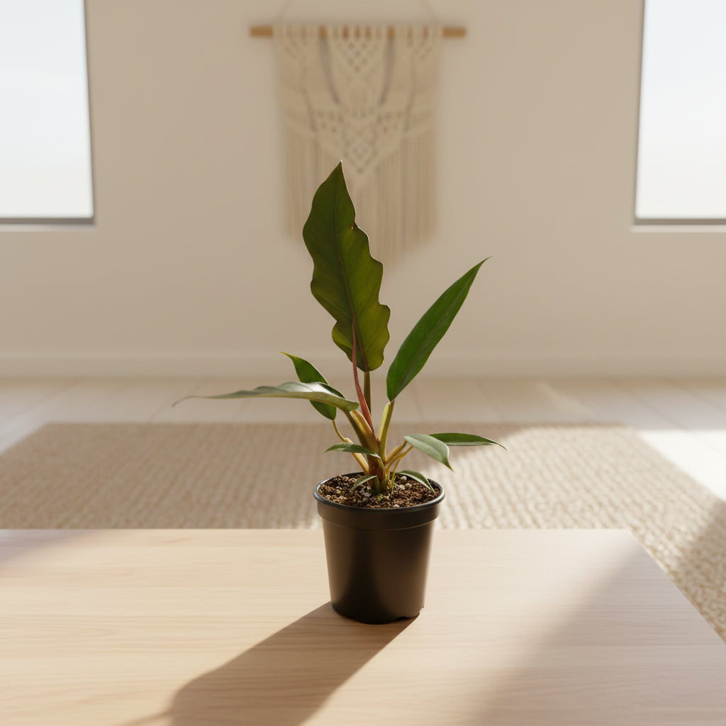 The Philodendron Choco Empress is a rare tropical plant featuring velvety leaves that transition from chocolate-brown to deep green as they mature.