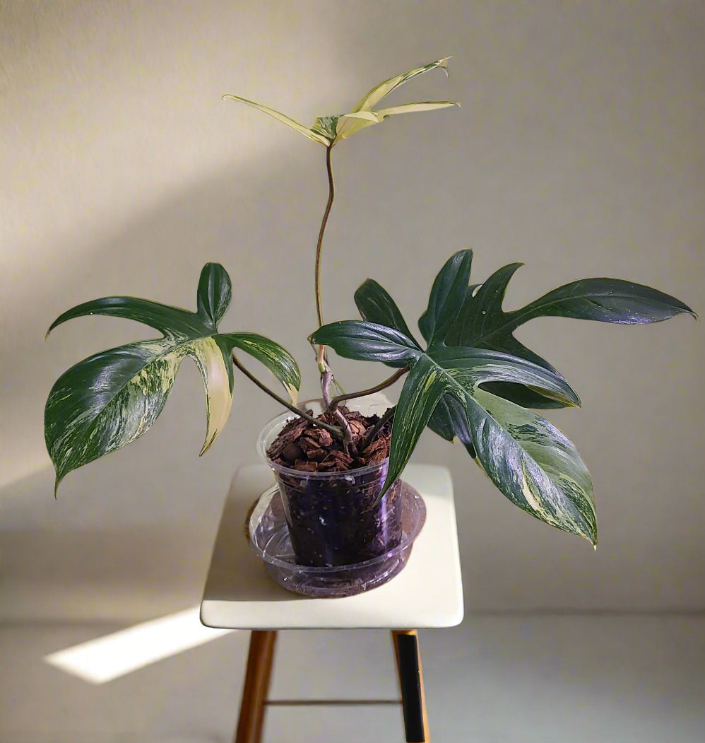 The Philodendron Florida Beauty Variegated features rare cream, yellow, and green variegation. Thrives in bright, indirect light with high humidity and climbing support.