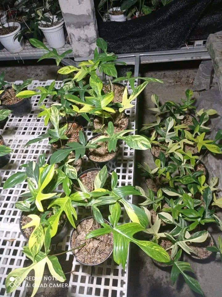 The Philodendron Florida Beauty Variegated features rare cream, yellow, and green variegation. Thrives in bright, indirect light with high humidity and climbing support