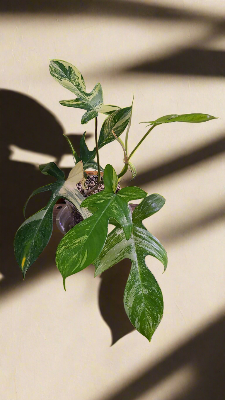 The Philodendron Florida Beauty Variegated features rare cream, yellow, and green variegation. Thrives in bright, indirect light with high humidity and climbing support.