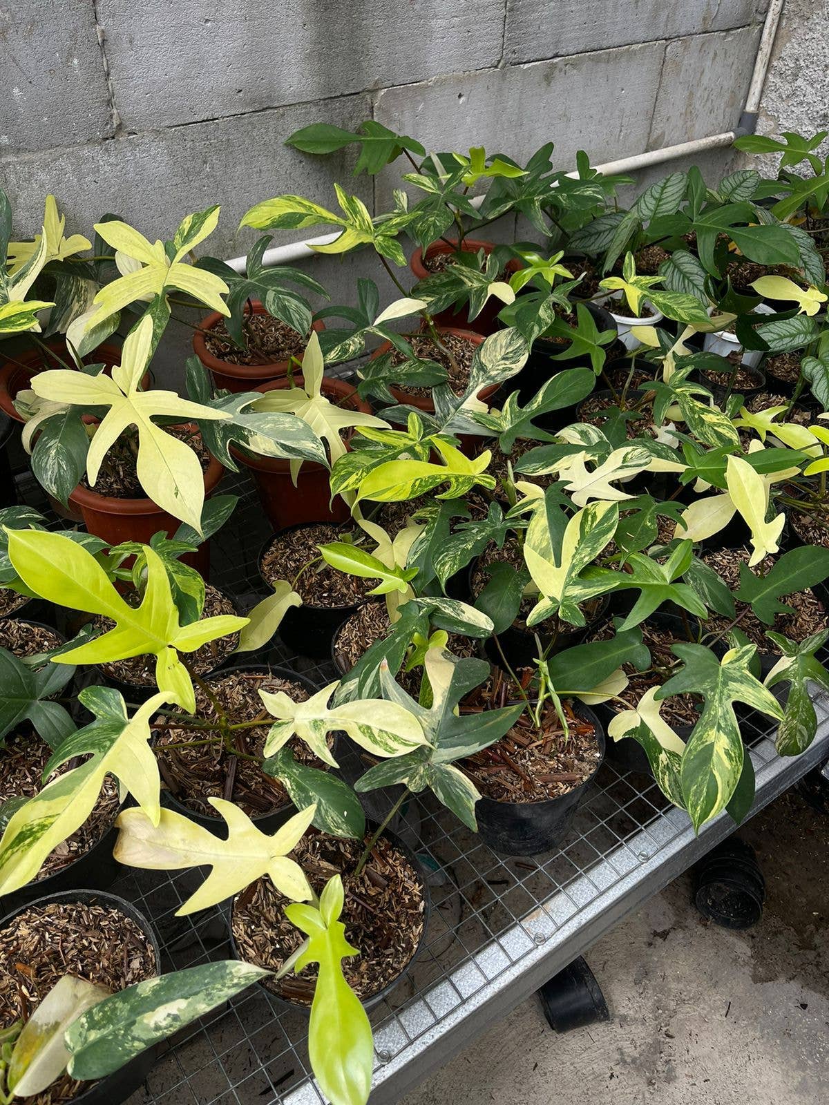 The Philodendron Florida Beauty Variegated features rare cream, yellow, and green variegation. Thrives in bright, indirect light with high humidity and climbing support