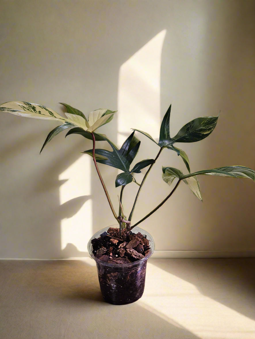 The Philodendron Florida Beauty Variegated features rare cream, yellow, and green variegation. Thrives in bright, indirect light with high humidity and climbing support.