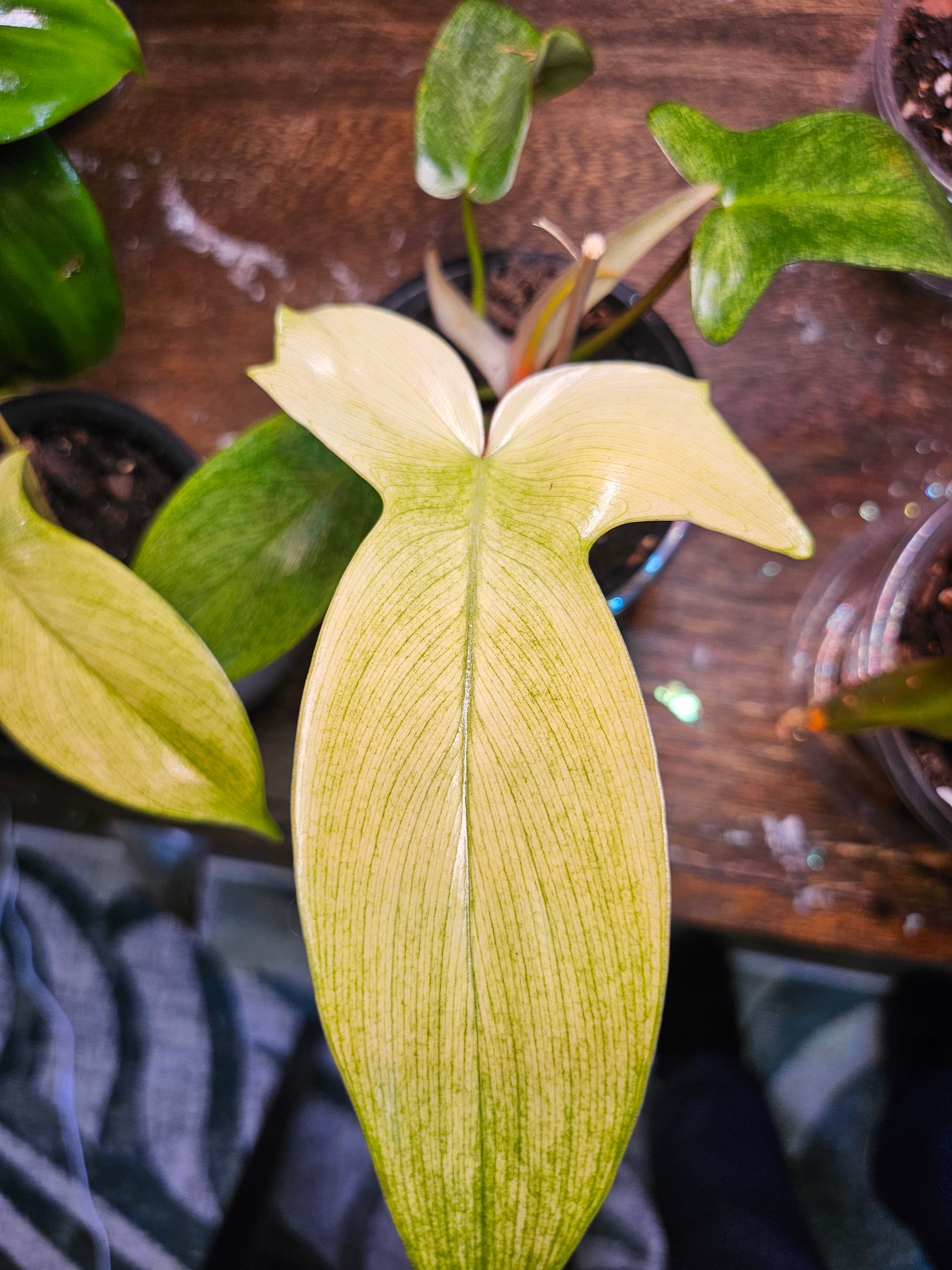 The Philodendron Florida Ghost Mint is a rare tropical plant known for its stunning mint-green leaves that mature to deeper shades. Easy to care for, it thrives in bright, indirect light, high humidity, and well-draining soil. Perfect for plant lovers seeking a unique, eye-catching addition to their indoor jungle.